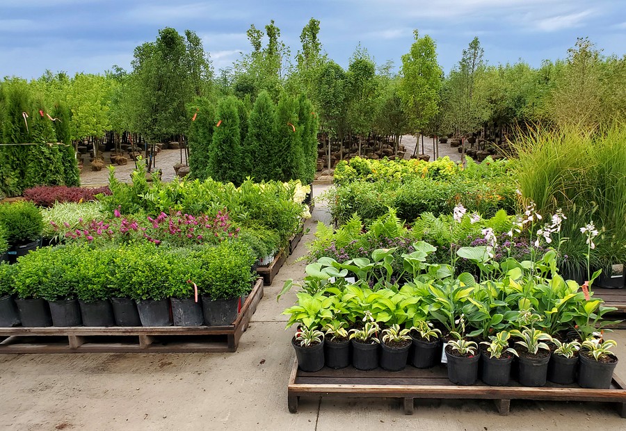Wholesale Plants - D.I.Y. photo