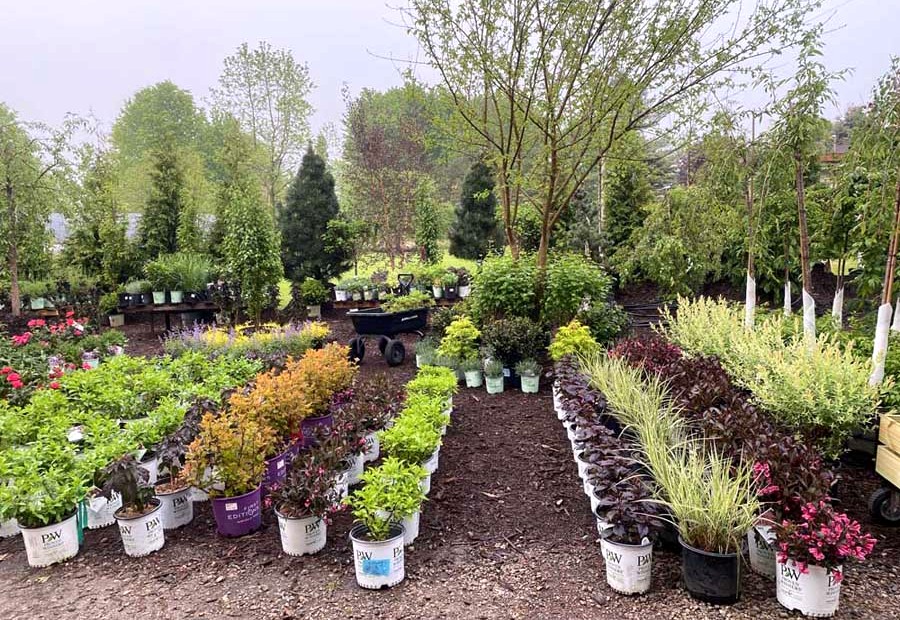 Wholesale Plants - D.I.Y. photo