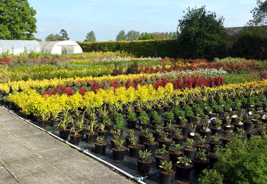 Wholesale Plants - D.I.Y. photo
